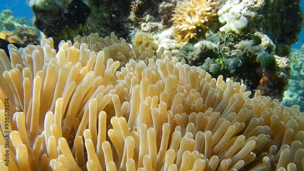 Underwater view of the coral reef at satonda island, indonesia. Life in the ocean. School of fish Underwater view of the coral reef at satonda island, indonesia. Life in the ocean. School of fish