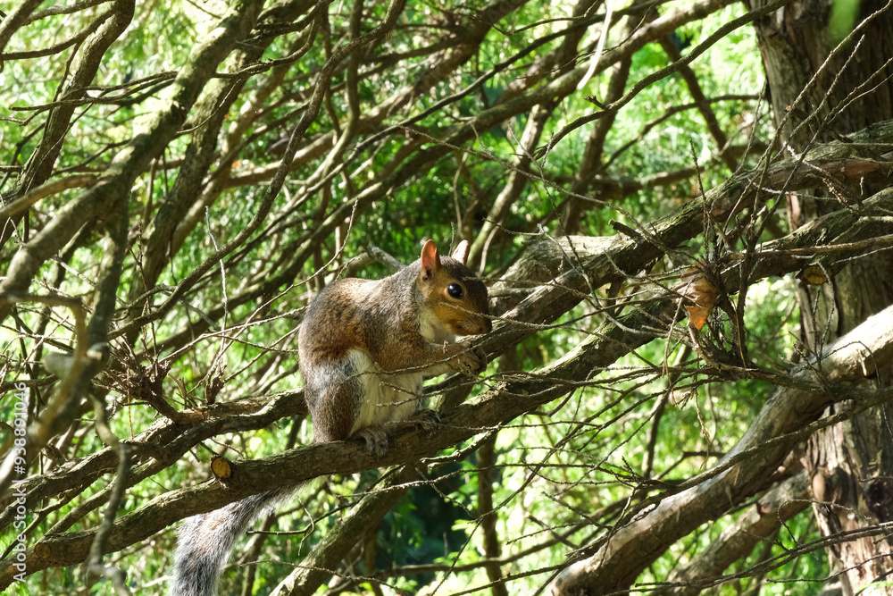 Uno scoiattolo grigio all'interno di un parco naturale in una giornata d'estate. Uno scoiattolo grigio all'interno di un parco naturale in una giornata d'estate.