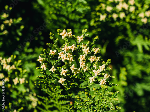 Close up of a plant