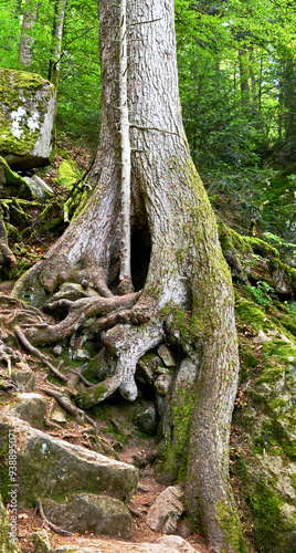 Wandern im Schwarzwald photo