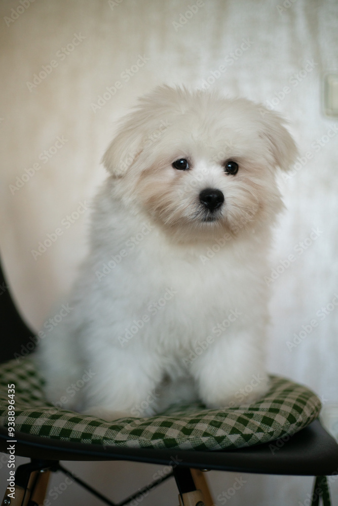 Cute white puppy maltese mix in home Cute white puppy maltese mix in home