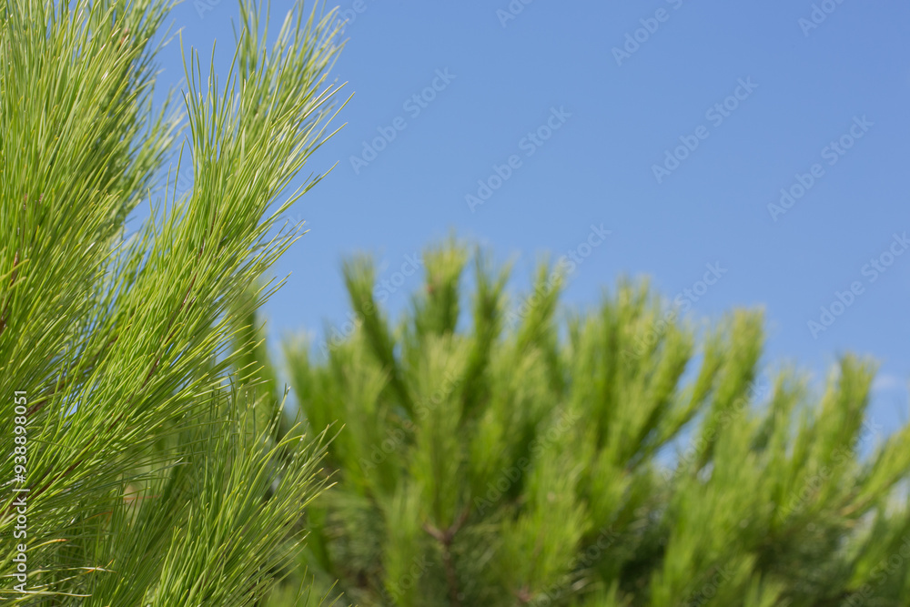 Pine tree, branches with needles, close-up, Spain (copy space) Pine tree, branches with needles, close-up, Spain (copy space)