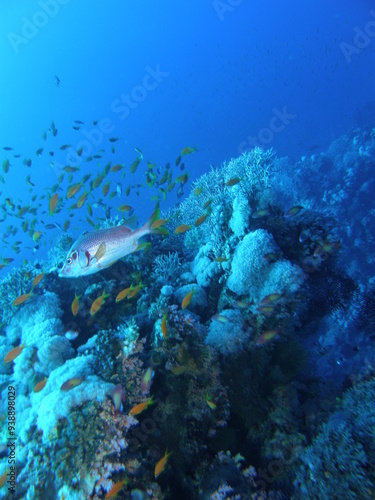 the red sea... it's good diving ..and also mexico fresh water cave diving