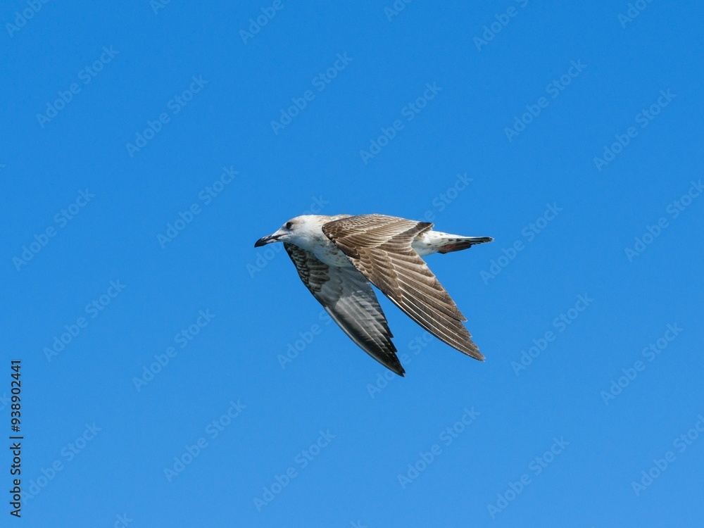 Obraz premium A flying seagull with open wings