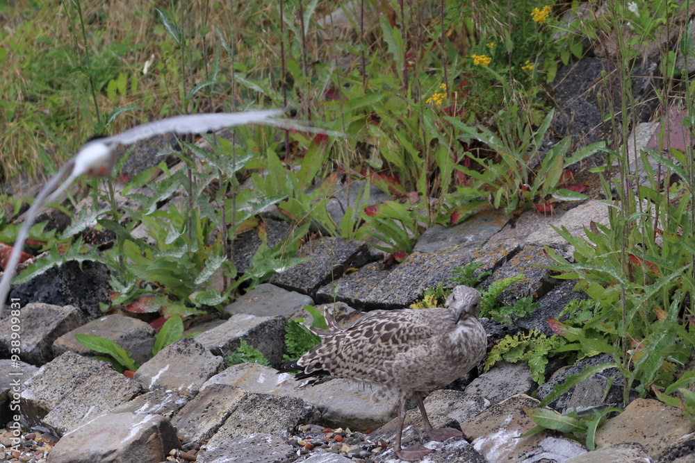 Obraz premium gull chick