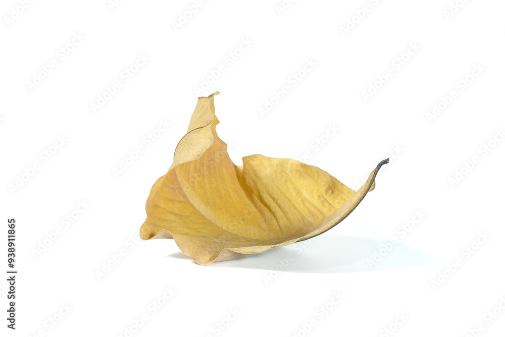 Brown dry leaves isolated Brown dry leaves isolated