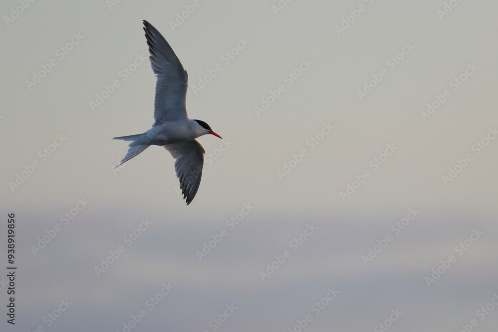 Obraz premium tern colony