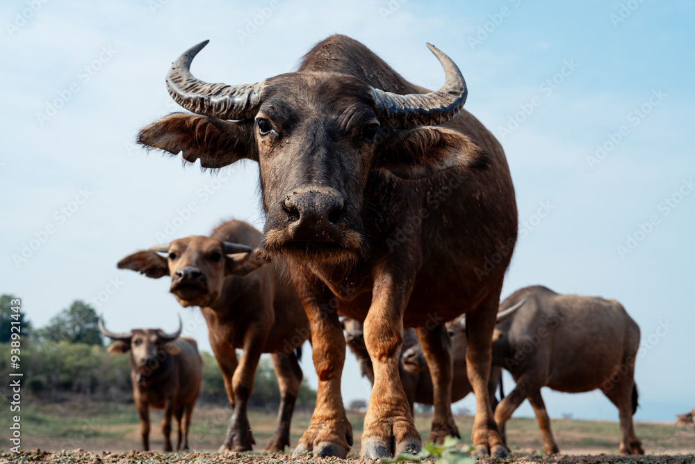 Water buffalos looking at the camera on gree dry ground in Northern Thailand Water buffalos looking at the camera on gree dry ground in Northern Thailand
