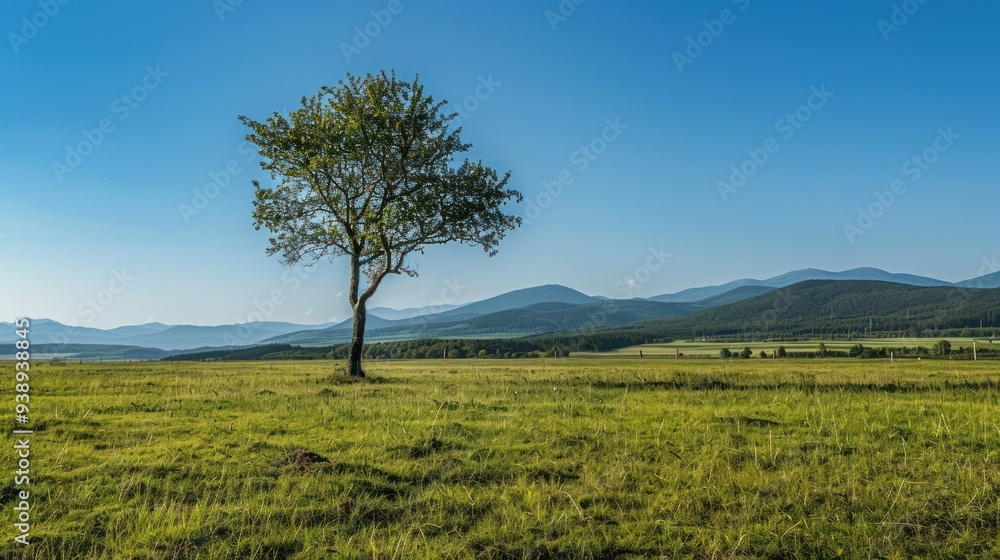 Solitary Tree in a Field with Mountain View