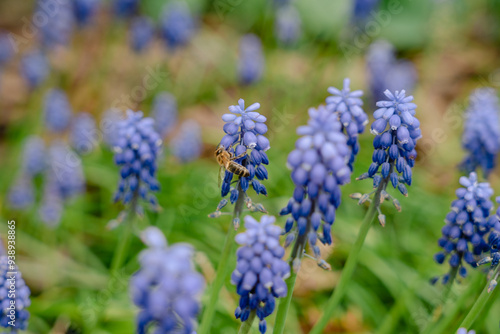 Blühende Hyazinthen im Vorgarten