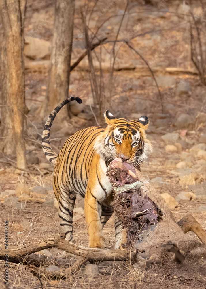 Fototapeta premium Male tiger with a sambar deer kill in the forest of Ranthambore tiger reserve.