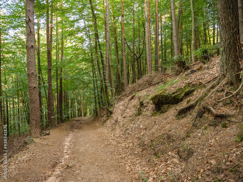 Fototapeta premium Spätsommer an der südlichen WEinstrasse