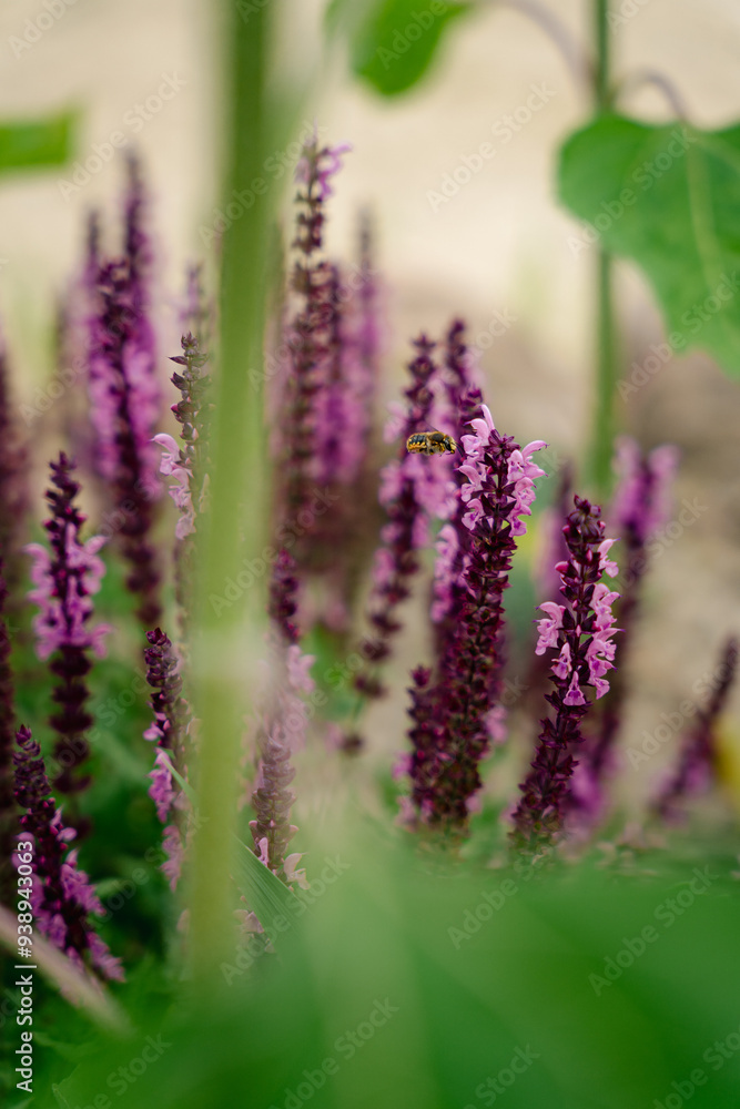 Obraz premium Blüten des Blüten-Salbei in einem Garten