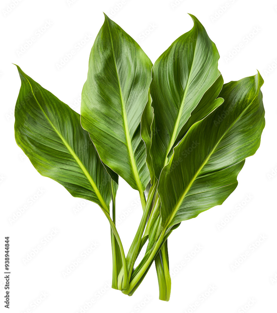 PNG Fresh green leaves displayed on a white background PNG Fresh green leaves displayed on a white background