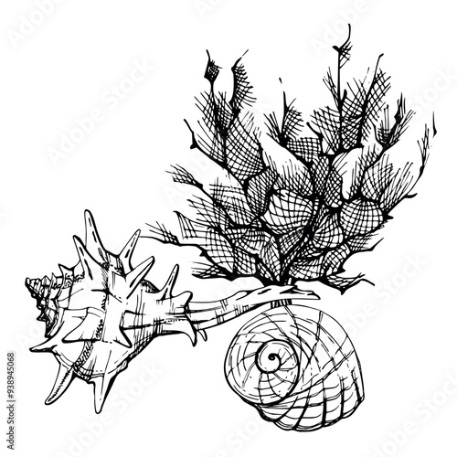 Marine life, sea ocean underwater creatures fish, shells algae seaweed, Ink and pen sketch hand drawn. Composition illustration, stylized, isolated on white. For zoo shop, aquarium, cosmetics, resort