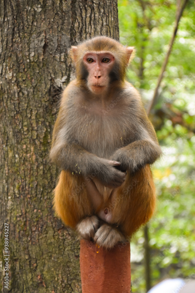 A macaque monkey sits on a wooden fence post in Zhangjiajie in China. A macaque monkey sits on a wooden fence post in Zhangjiajie in China.