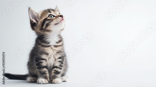 A playful kitten sitting on a white background, looking up with curiosity. The image has ample copy space for text or branding