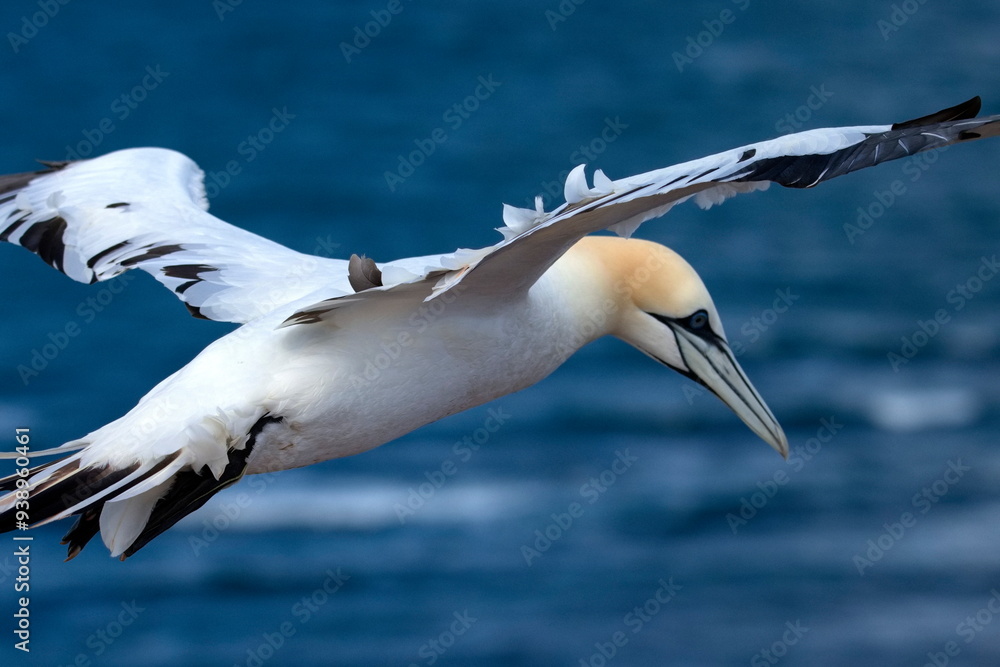 Obraz premium Basstölpel