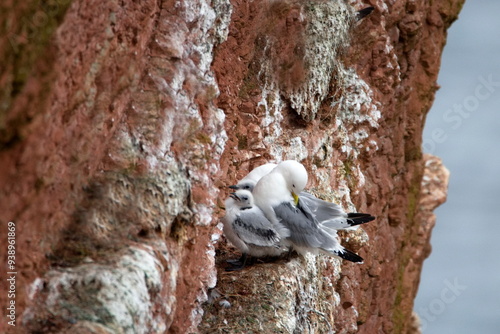 Dreizehenmöwe photo