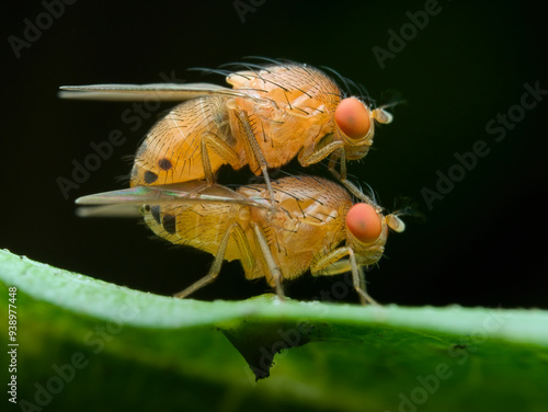 Bild auf Leinwand Fruit flies mating on the leaf