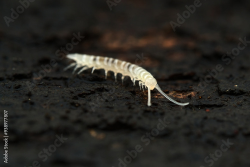 Garden centipede on the rotten wood
