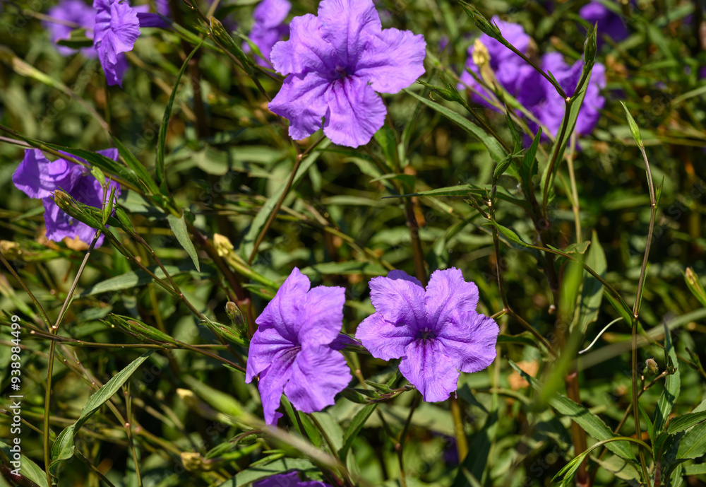 The pretty purple Kencana flower (Ruellia tuberosa) blooms beautifully in the garden The pretty purple Kencana flower (Ruellia tuberosa) blooms beautifully in the garden