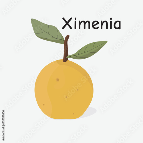 Ximenia Hand Drawn Illustration on White Background
