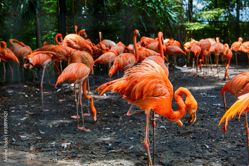 Group of flamingos in the zoo