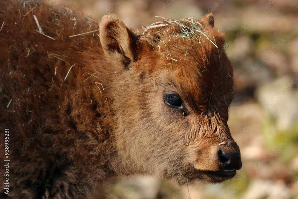 Fototapeta premium cattle