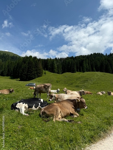 Wallpaper Mural Cows in nature Torontodigital.ca