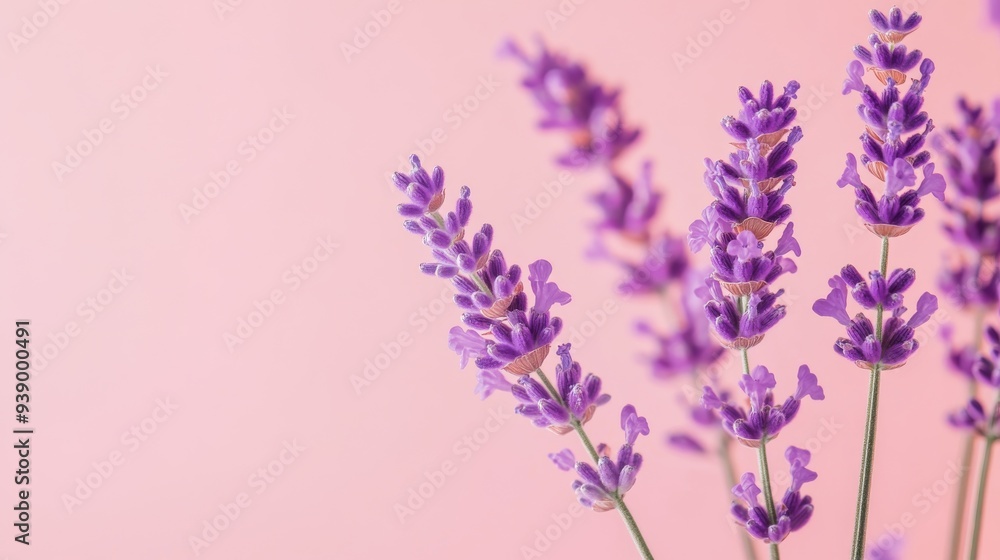 Fototapeta premium Lavender flowers are thoughtfully arranged in a delicate display that emphasizes their vibrant purple hue against a soothing pastel background, creating a serene ambiance