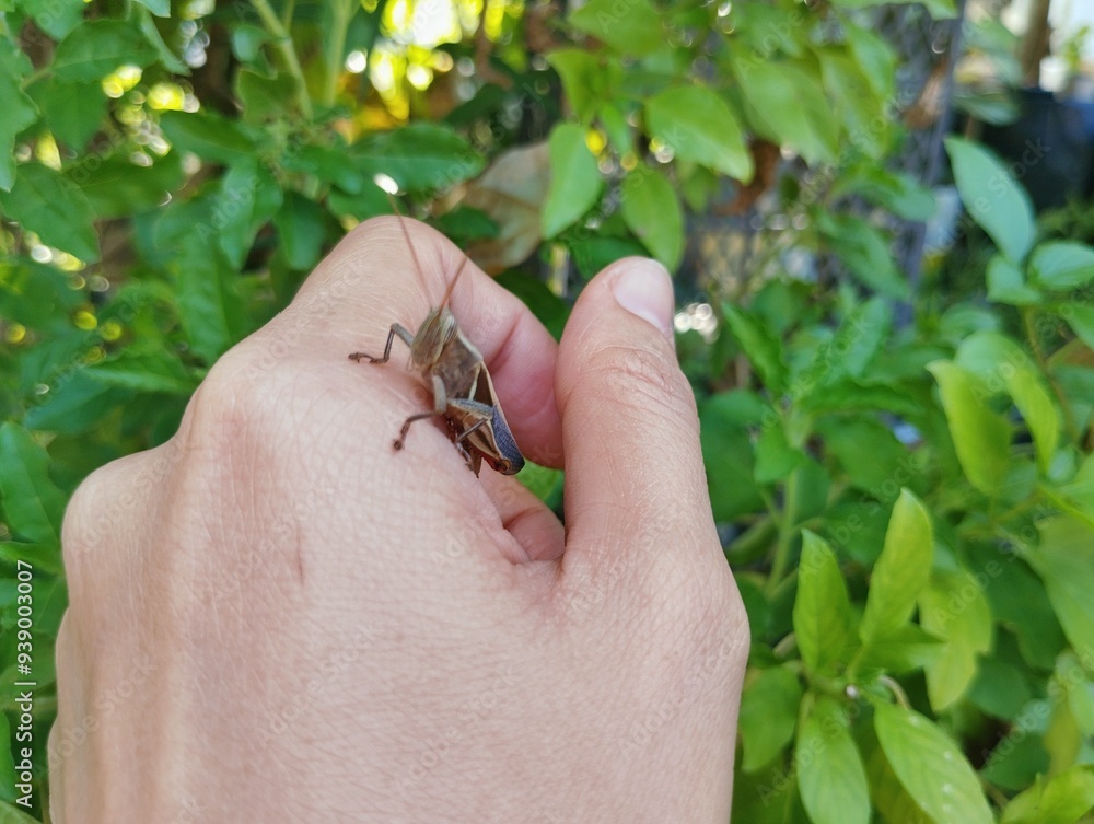 Fototapeta premium Hand holding a brown grasshopper 