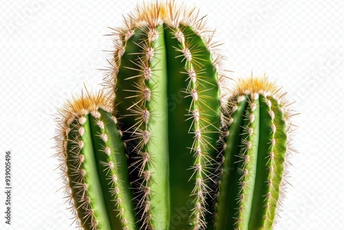 Close-Up of Cactus Plant with Spines Isolated