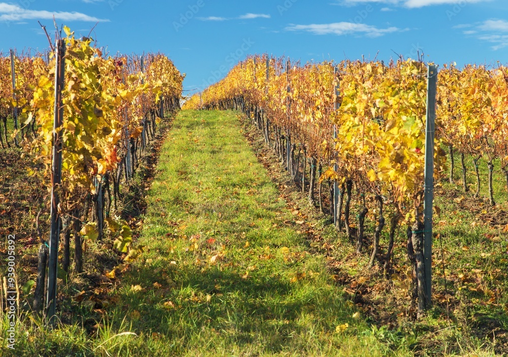 Naklejka premium vineyard, autumn in the vineyard yellow coloured