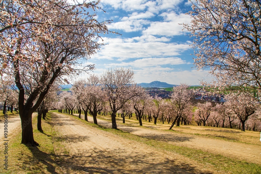 spring view of a blossoming pink almond orchard spring view of a blossoming pink almond orchard