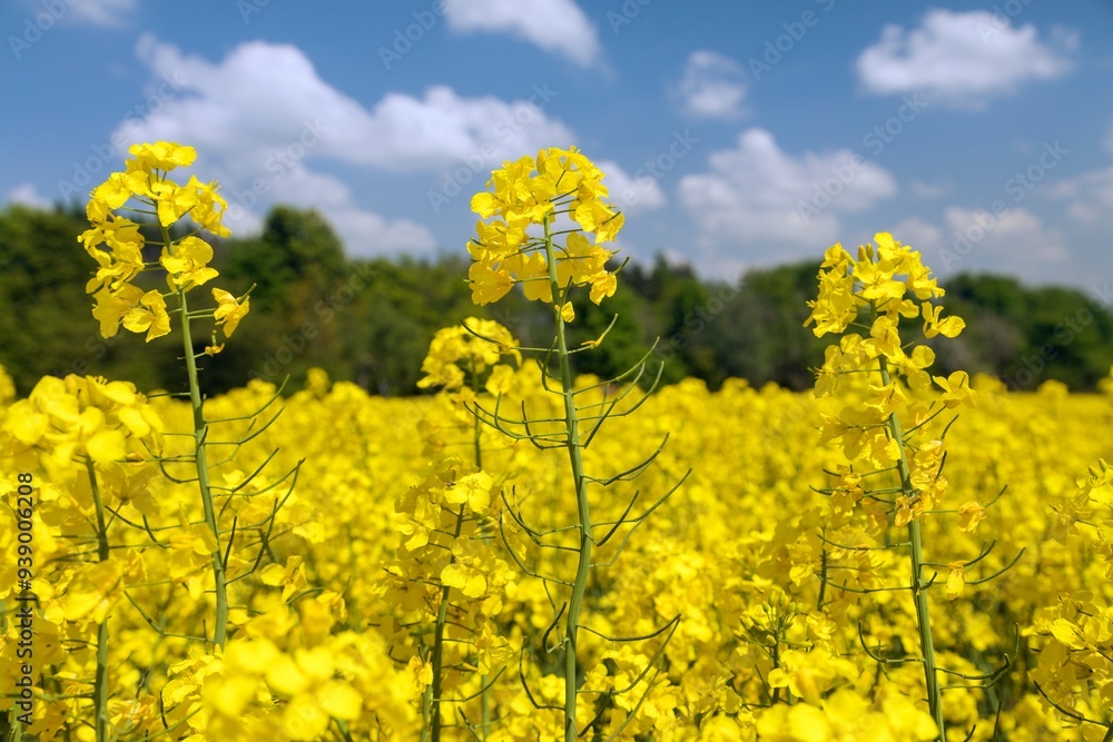 Rapeseed flower canola or colza in latin Brassica Napus Rapeseed flower canola or colza in latin Brassica Napus