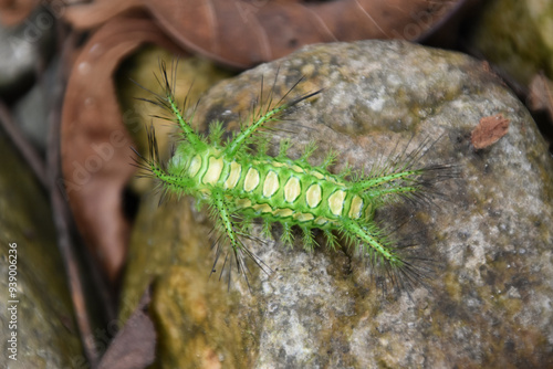 A bright green and yellow nettle caterpillar on a rock at Zhangjiajie in China. photo