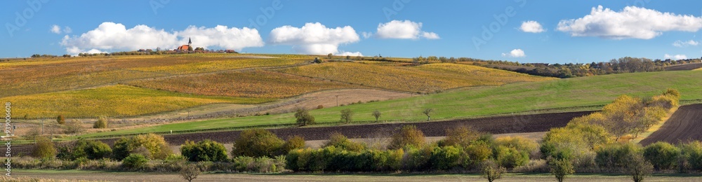 vineyard, autumn in the vineyard, yellow coloured vine vineyard, autumn in the vineyard, yellow coloured vine