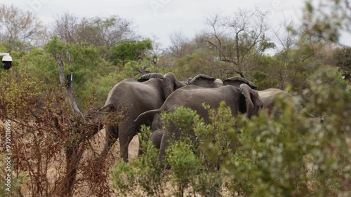 two elephant herds meeting at the waterhole