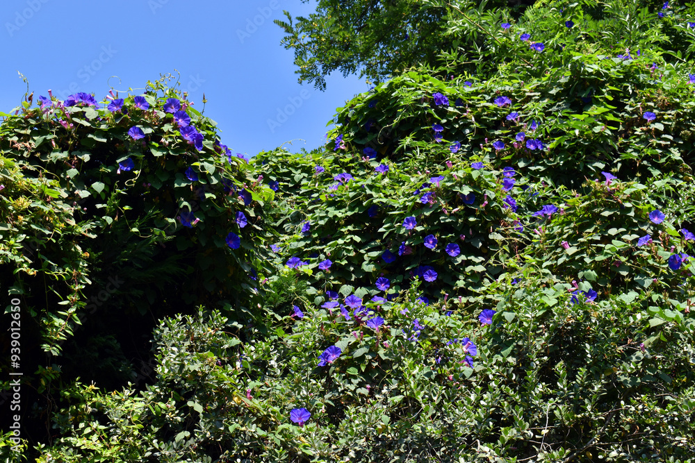 Obraz premium The blue morning glory climbing plant (Ipomoea indica)