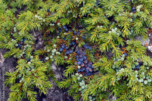 Common juniper (Juniperus c...