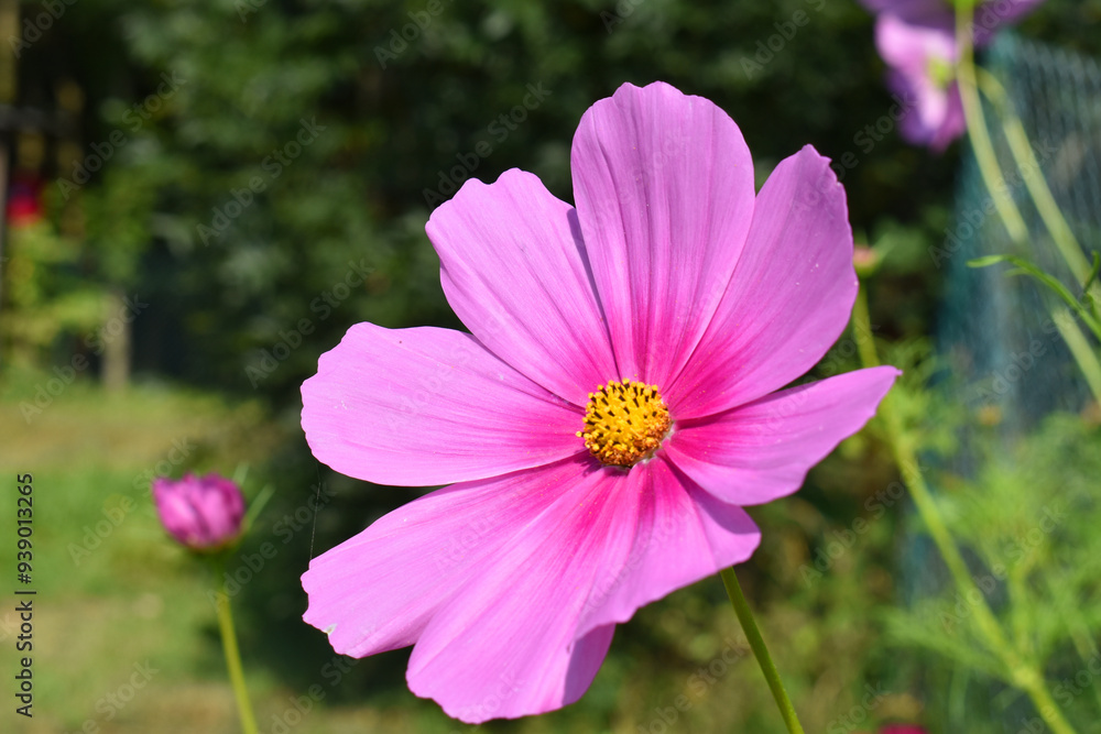 Pink flowers of the garden cosmos (Cosmos bipinnatus) Pink flowers of the garden cosmos (Cosmos bipinnatus)