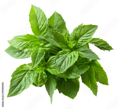 PNG Fresh basil leaves on white background