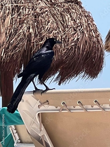 crow on the nest