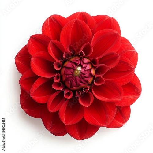 close up of red dahlia flower isolated on white background 