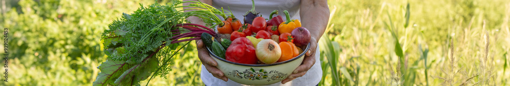 elderly woman in the garden with fresh vegetables in a bowl. Selective focus elderly woman in the garden with fresh vegetables in a bowl. Selective focus