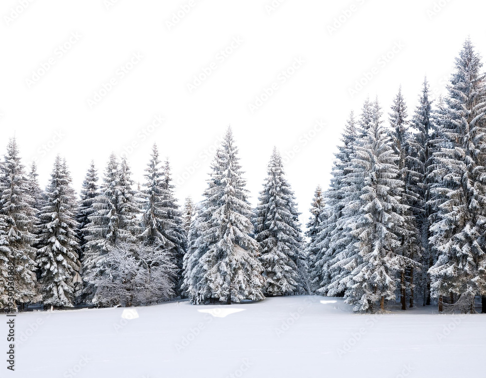 snow covered pine trees snow covered pine trees