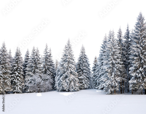 snow covered pine trees
