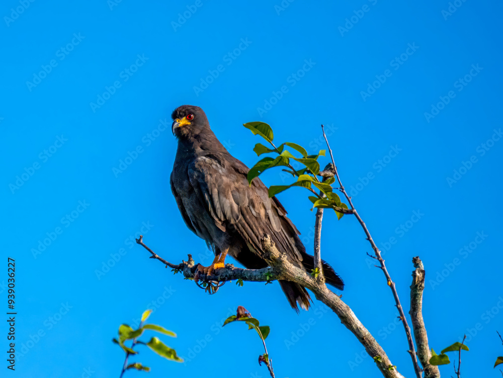 The snail buzzard (Rostrhamus sociabilis), also known as the snail kite, is a bird of prey from the hawk family (Accipitridae). The photo was taken east of Anamã on the Amazon in Brazil. The snail buzzard (Rostrhamus sociabilis), also known as the snail kite, is a bird of prey from the hawk family (Accipitridae). The photo was taken east of Anamã on the Amazon in Brazil.