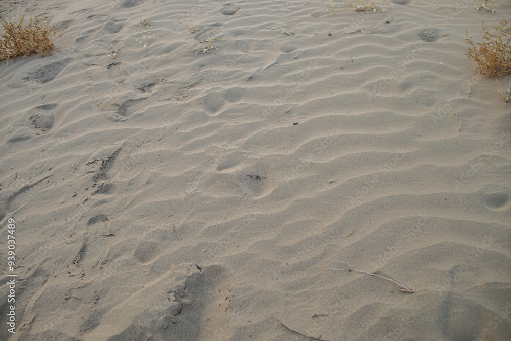 the texture of the sand. sand in the evening. sand close-up the texture of the sand. sand in the evening. sand close-up